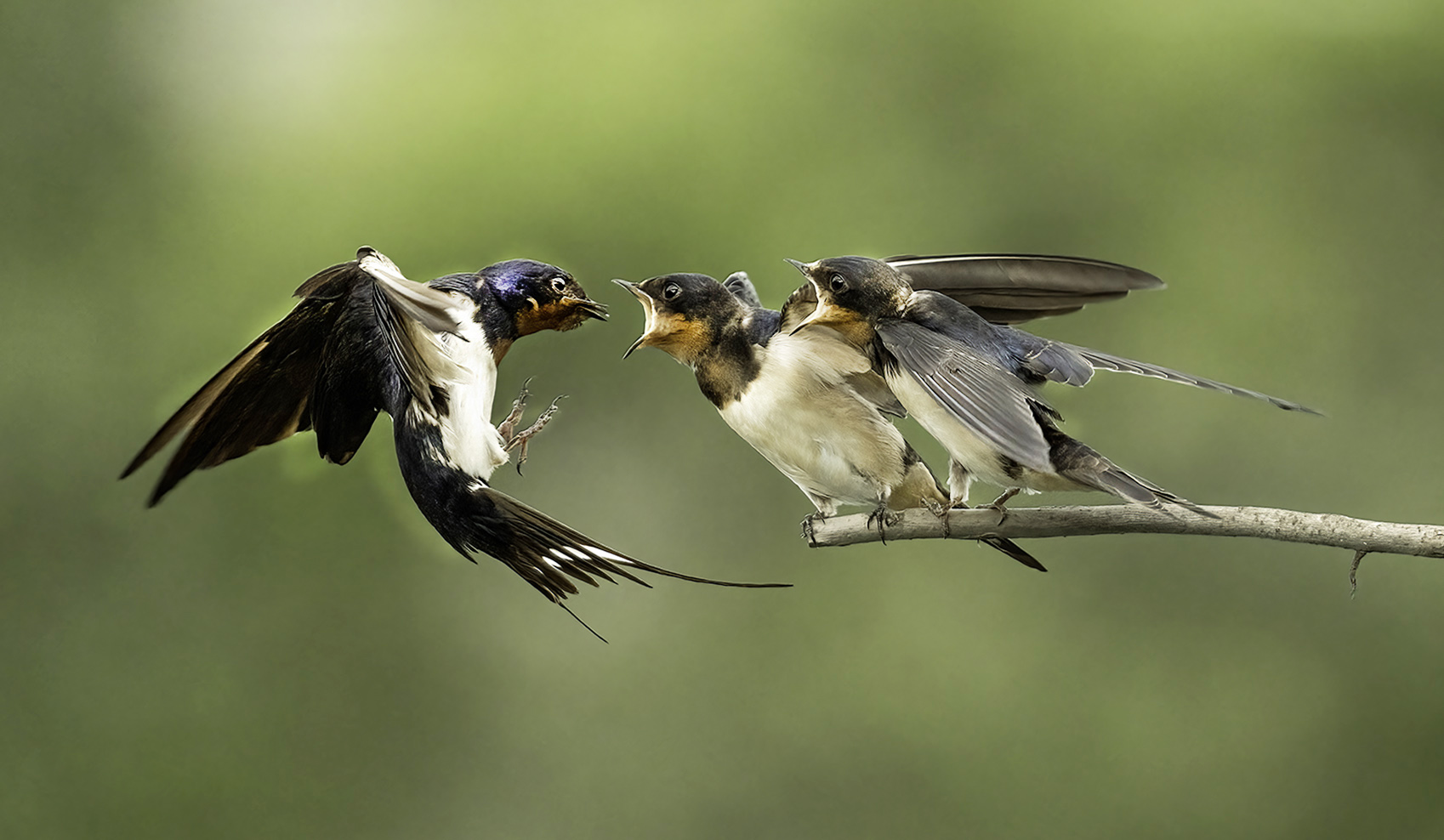 Diana Chan (Hong Kong) Feeding 2